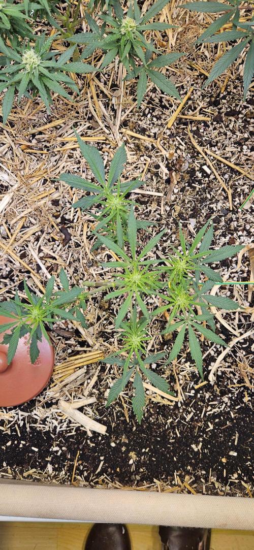 Green Poison SweetSeeds-ACE Zamaldelica. Week 12 - Zamaldelica 2 - Day 57