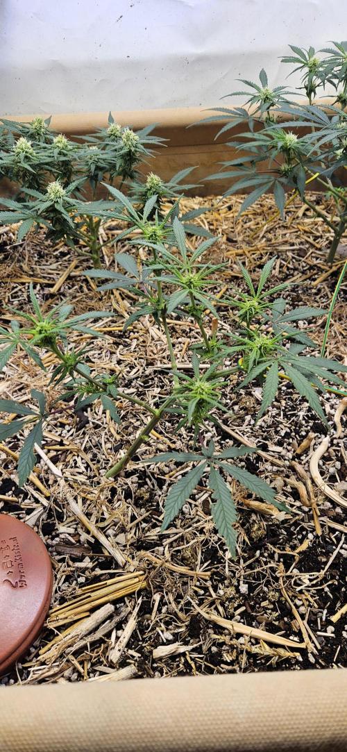 Green Poison SweetSeeds-ACE Zamaldelica. Week 12 - Zamaldelica 2 - Day 57