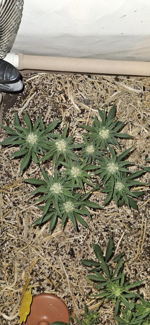 Green Poison SweetSeeds-ACE Zamaldelica. Week 12 - GP - Day 83