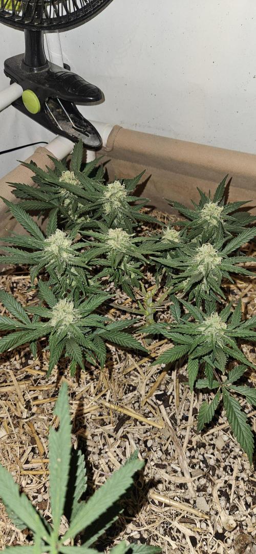 Green Poison SweetSeeds-ACE Zamaldelica. Week 12 - GP - Day 83