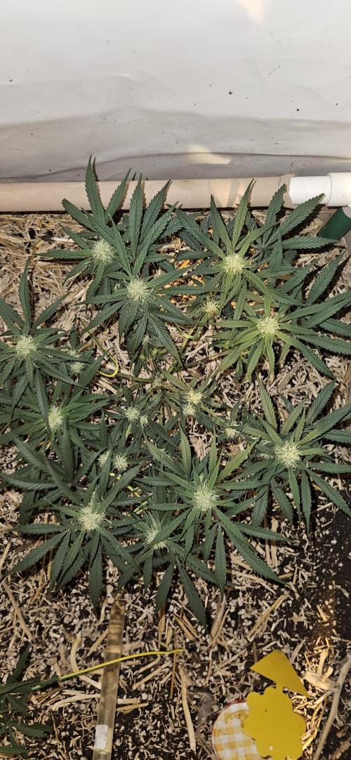 Green Poison SweetSeeds-ACE Zamaldelica. Week 12 - Zamaldelica 1 - Day 62