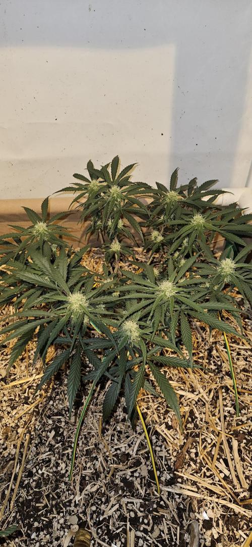 Green Poison SweetSeeds-ACE Zamaldelica. Week 12 - Zamaldelica 1 - Day 62