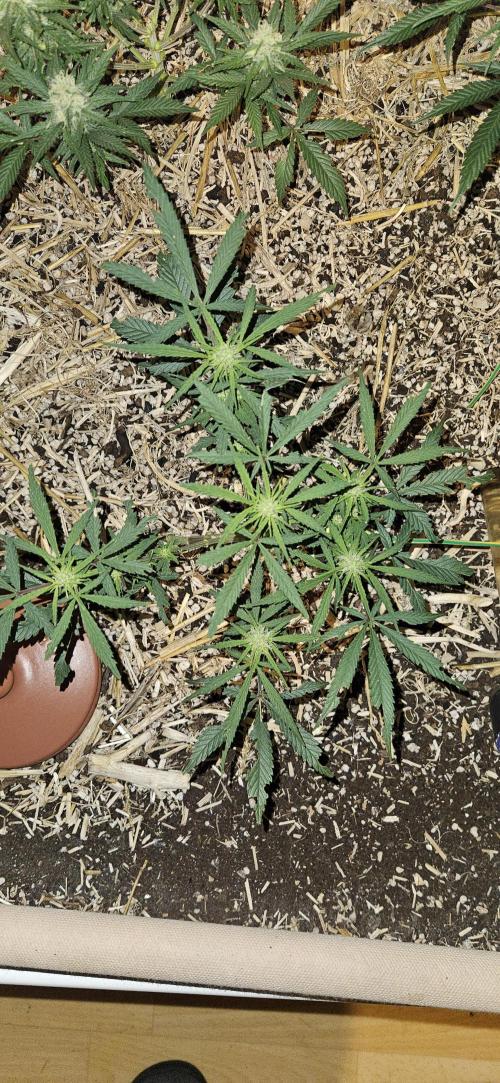 Green Poison SweetSeeds-ACE Zamaldelica. Week 12 - Zamaldelica 2 - Day 62