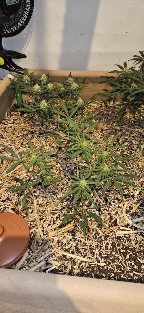 Green Poison SweetSeeds-ACE Zamaldelica. Week 12 - Zamaldelica 2 - Day 62