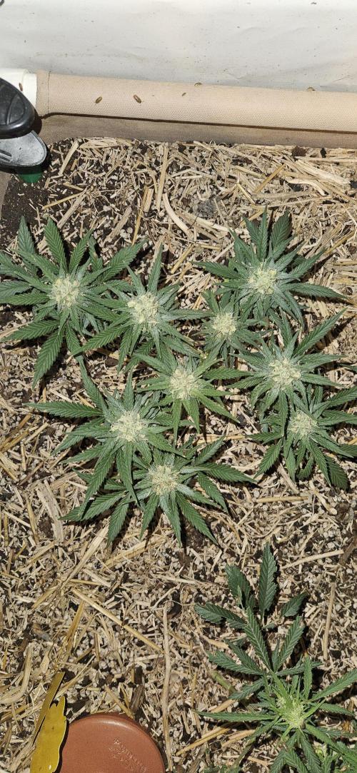 Green Poison SweetSeeds-ACE Zamaldelica. Week 13 - GP - Day 85