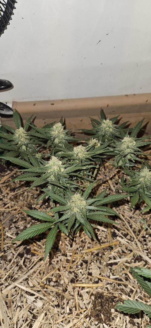 Green Poison SweetSeeds-ACE Zamaldelica. Week 13 - GP - Day 85