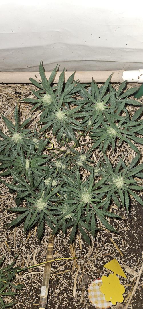 Green Poison SweetSeeds-ACE Zamaldelica. Week 13 - Zamaldelica 1 - Day 64