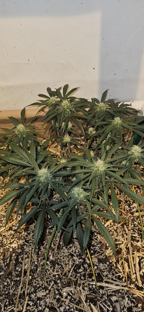 Green Poison SweetSeeds-ACE Zamaldelica. Week 13 - Zamaldelica 1 - Day 64