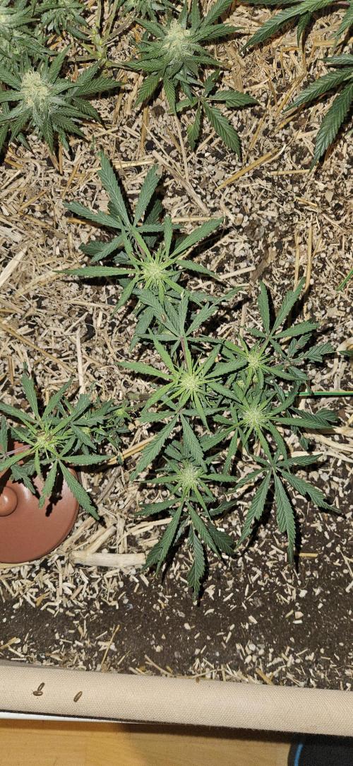 Green Poison SweetSeeds-ACE Zamaldelica. Week 13 - Zamaldelica 2 - Day 64