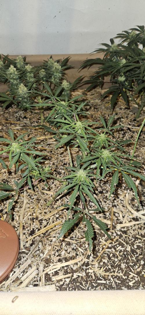 Green Poison SweetSeeds-ACE Zamaldelica. Week 13 - Zamaldelica 2 - Day 64