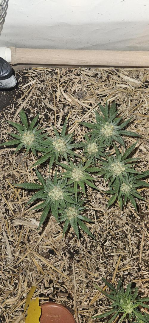 Green Poison SweetSeeds-ACE Zamaldelica. Week 13 - GP - Day 88