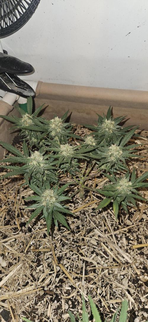 Green Poison SweetSeeds-ACE Zamaldelica. Week 13 - GP - Day 88