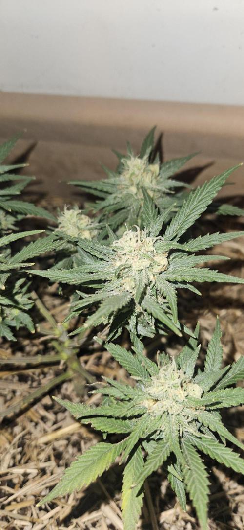 Green Poison SweetSeeds-ACE Zamaldelica. Week 13 - GP - Day 88