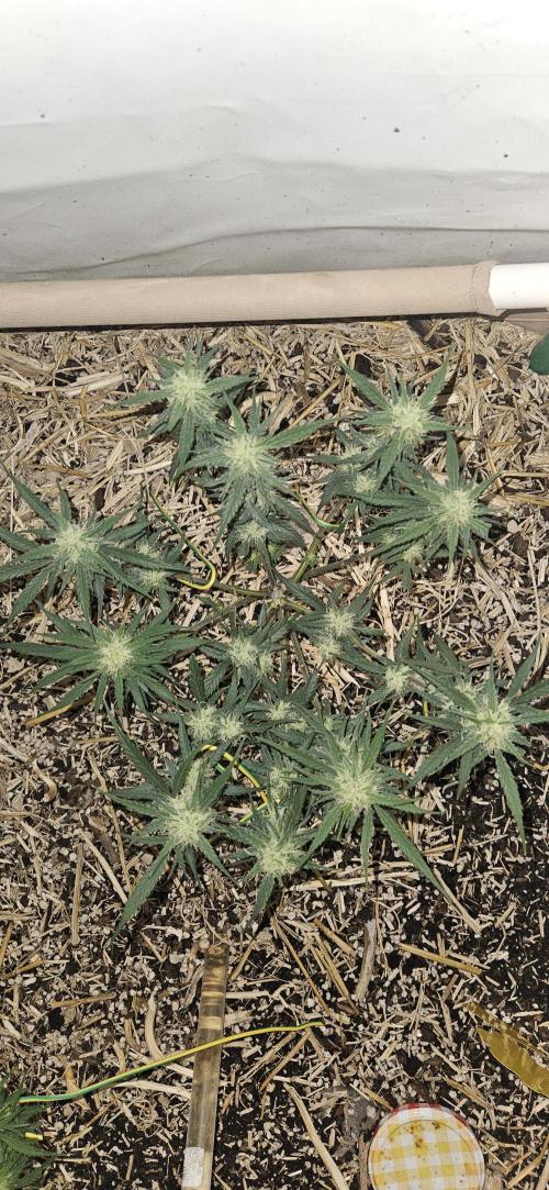 Green Poison SweetSeeds-ACE Zamaldelica. Week 13 - Zamaldelica 1 - Day 67