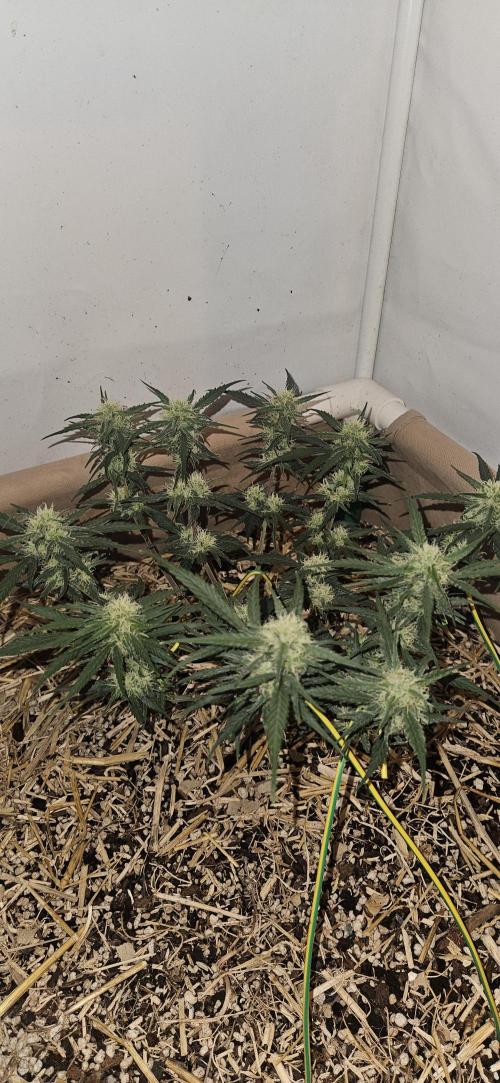 Green Poison SweetSeeds-ACE Zamaldelica. Week 13 - Zamaldelica 1 - Day 67