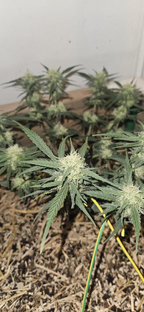Green Poison SweetSeeds-ACE Zamaldelica. Week 13 - Zamaldelica 1 - Day 67