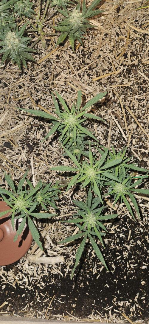 Green Poison SweetSeeds-ACE Zamaldelica. Week 13 - Zamaldelica 2 - Day 67