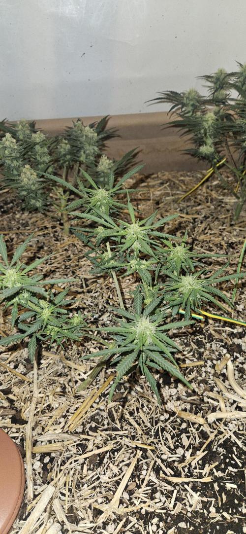 Green Poison SweetSeeds-ACE Zamaldelica. Week 13 - Zamaldelica 2 - Day 67