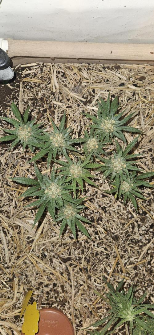 Green Poison SweetSeeds-ACE Zamaldelica. Week 14 - GP - Day 92