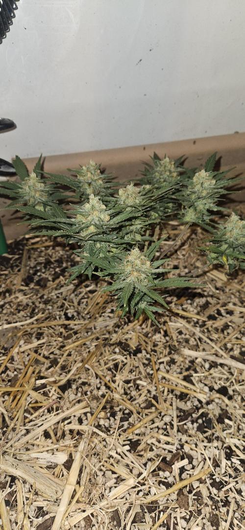 Green Poison SweetSeeds-ACE Zamaldelica. Week 14 - GP - Day 92