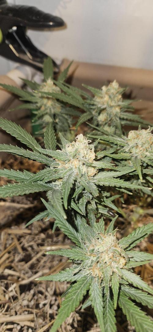 Green Poison SweetSeeds-ACE Zamaldelica. Week 14 - GP - Day 92