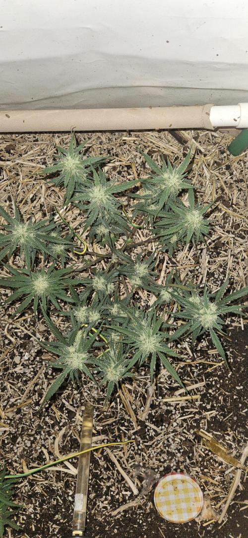 Green Poison SweetSeeds-ACE Zamaldelica. Week 14 - Zamaldelica 1 - Day 71
