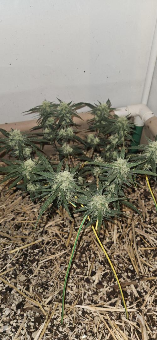 Green Poison SweetSeeds-ACE Zamaldelica. Week 14 - Zamaldelica 1 - Day 71