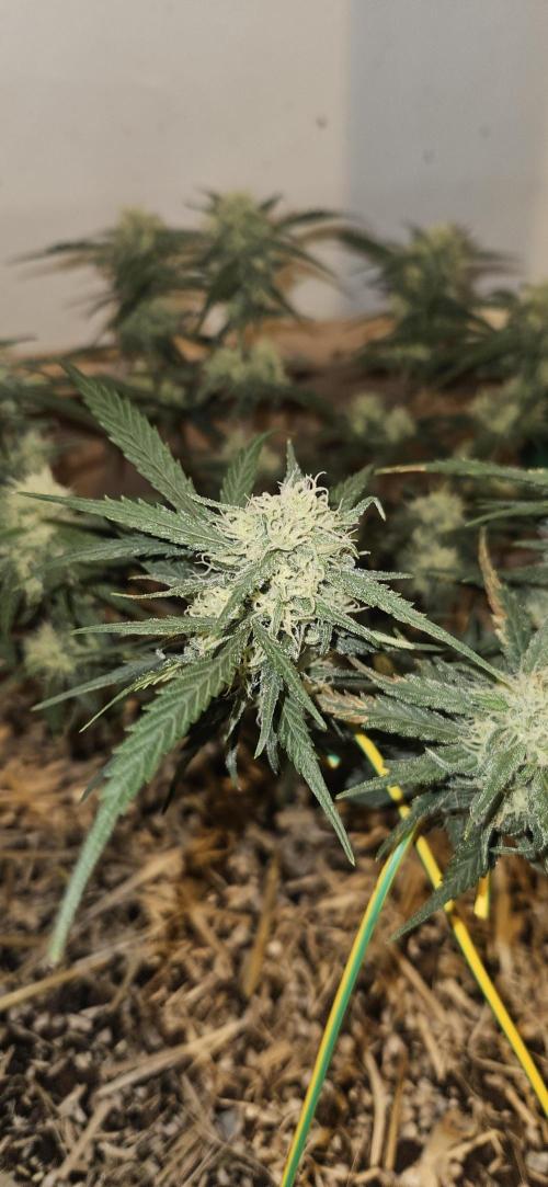 Green Poison SweetSeeds-ACE Zamaldelica. Week 14 - Zamaldelica 1 - Day 71