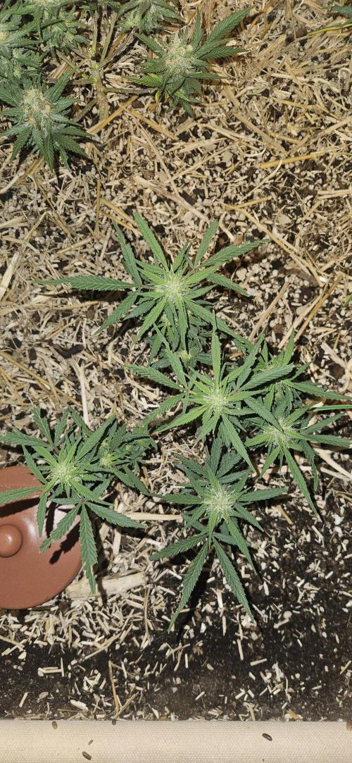 Green Poison SweetSeeds-ACE Zamaldelica. Week 14 - Zamaldelica 2 - Day 71