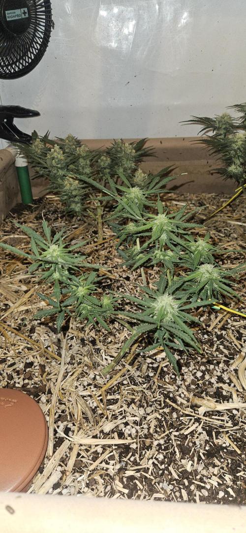 Green Poison SweetSeeds-ACE Zamaldelica. Week 14 - Zamaldelica 2 - Day 71