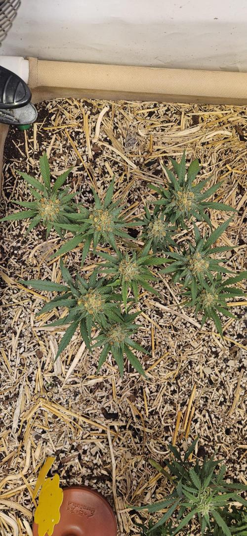 Green Poison SweetSeeds-ACE Zamaldelica. Week 14 - GP - Day 95