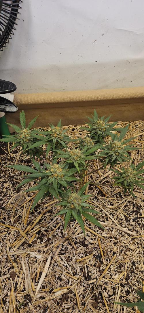 Green Poison SweetSeeds-ACE Zamaldelica. Week 14 - GP - Day 95