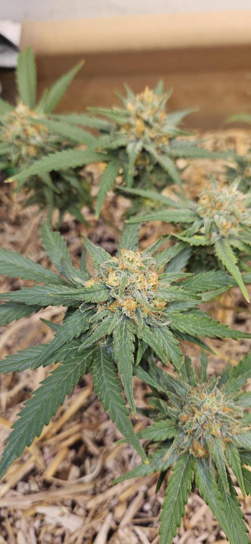 Green Poison SweetSeeds-ACE Zamaldelica. Week 14 - GP - Day 95