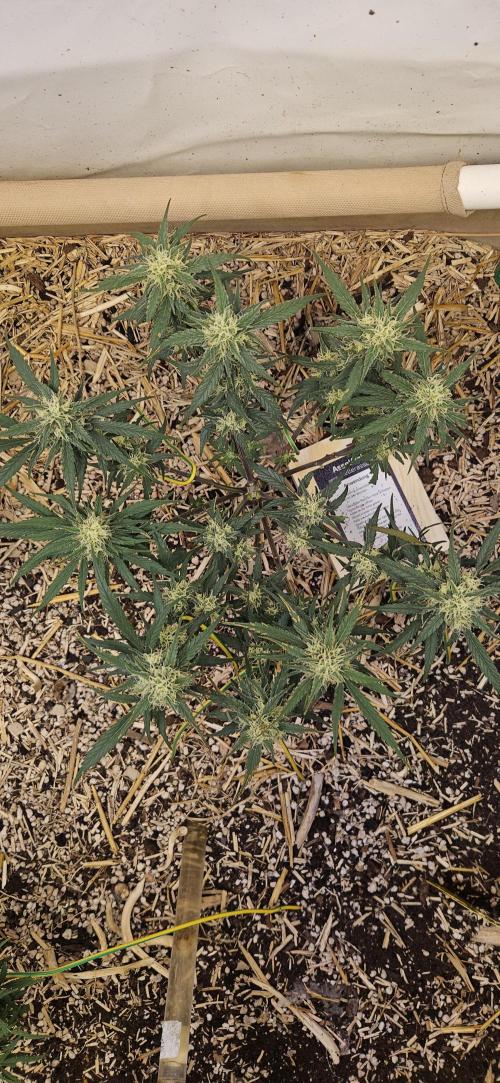 Green Poison SweetSeeds-ACE Zamaldelica. Week 14 - Zamaldelica 1 - Day 74