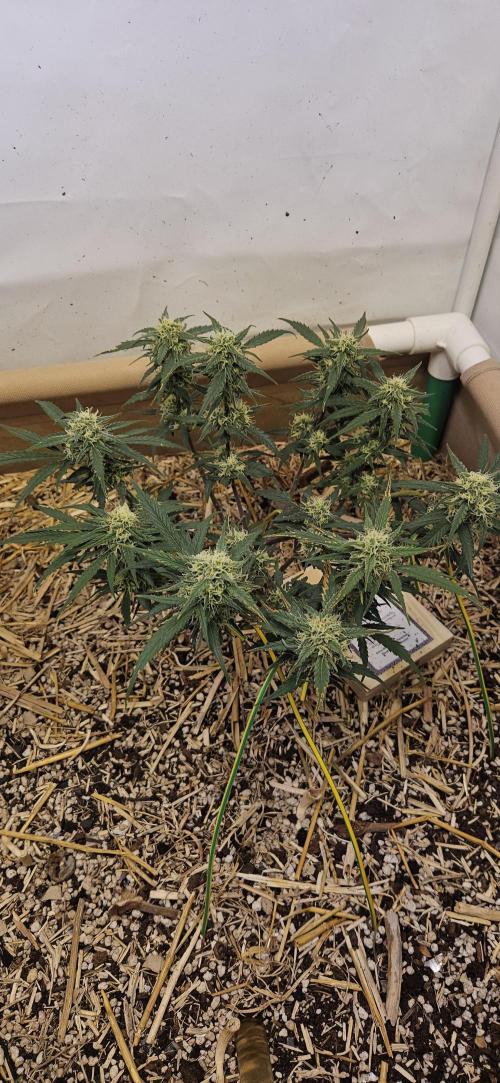 Green Poison SweetSeeds-ACE Zamaldelica. Week 14 - Zamaldelica 1 - Day 74