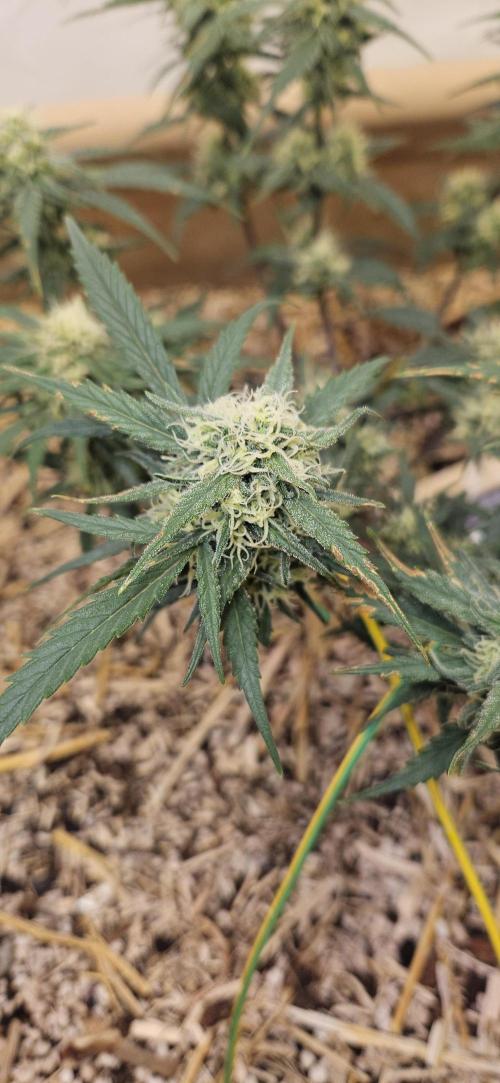 Green Poison SweetSeeds-ACE Zamaldelica. Week 14 - Zamaldelica 1 - Day 74