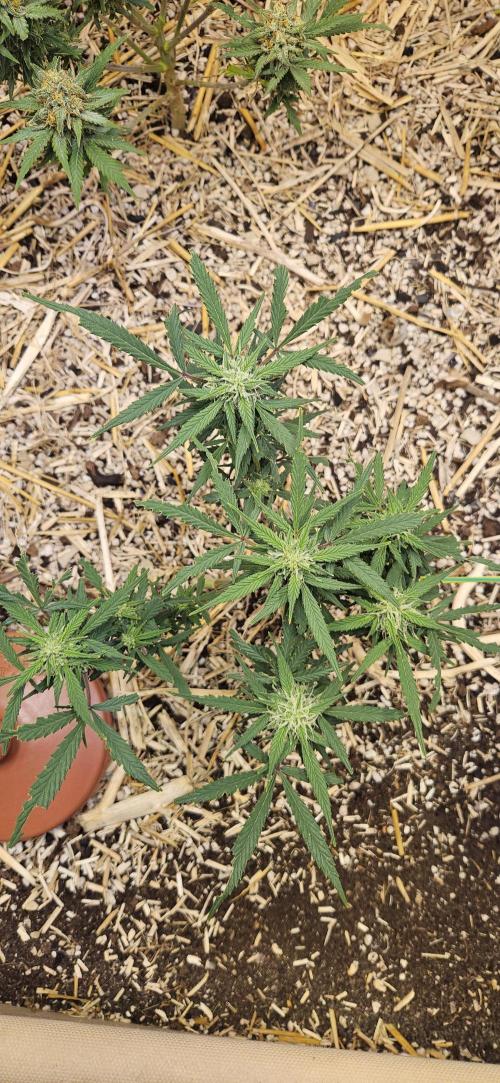 Green Poison SweetSeeds-ACE Zamaldelica. Week 14 - Zamaldelica 2 - Day 74