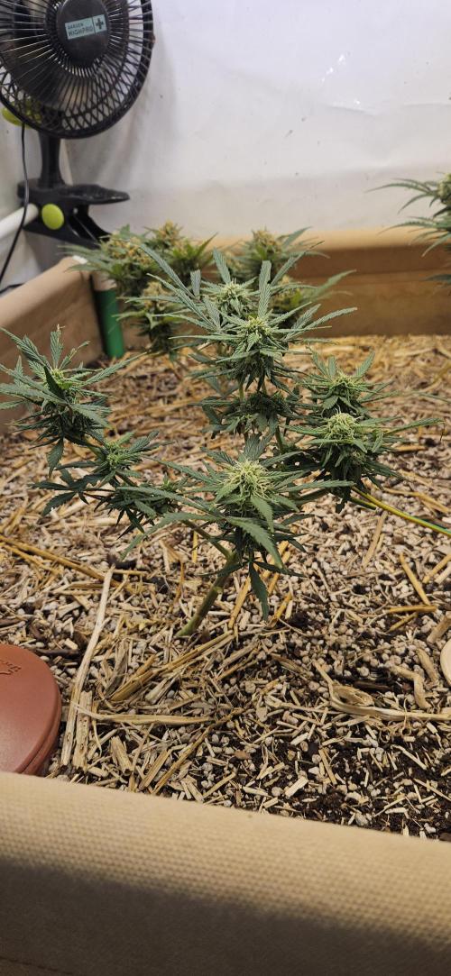 Green Poison SweetSeeds-ACE Zamaldelica. Week 14 - Zamaldelica 2 - Day 74