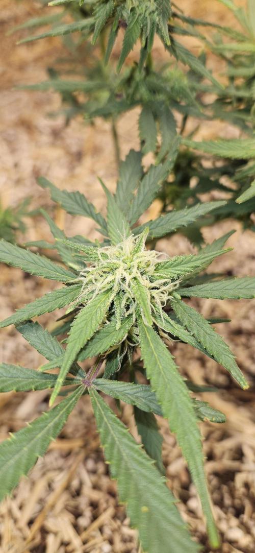 Green Poison SweetSeeds-ACE Zamaldelica. Week 14 - Zamaldelica 2 - Day 74