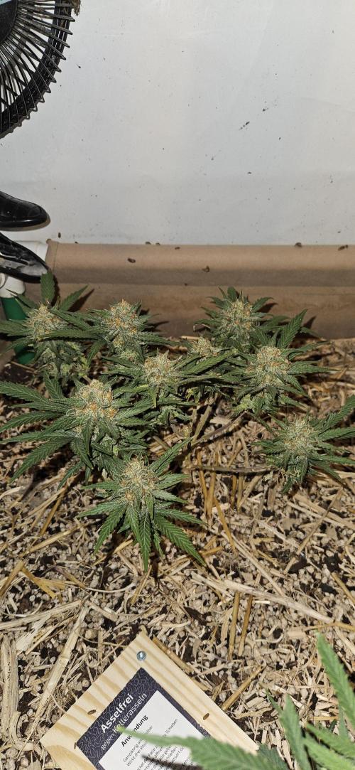 Green Poison SweetSeeds-ACE Zamaldelica. Week 14 - GP - Day 97