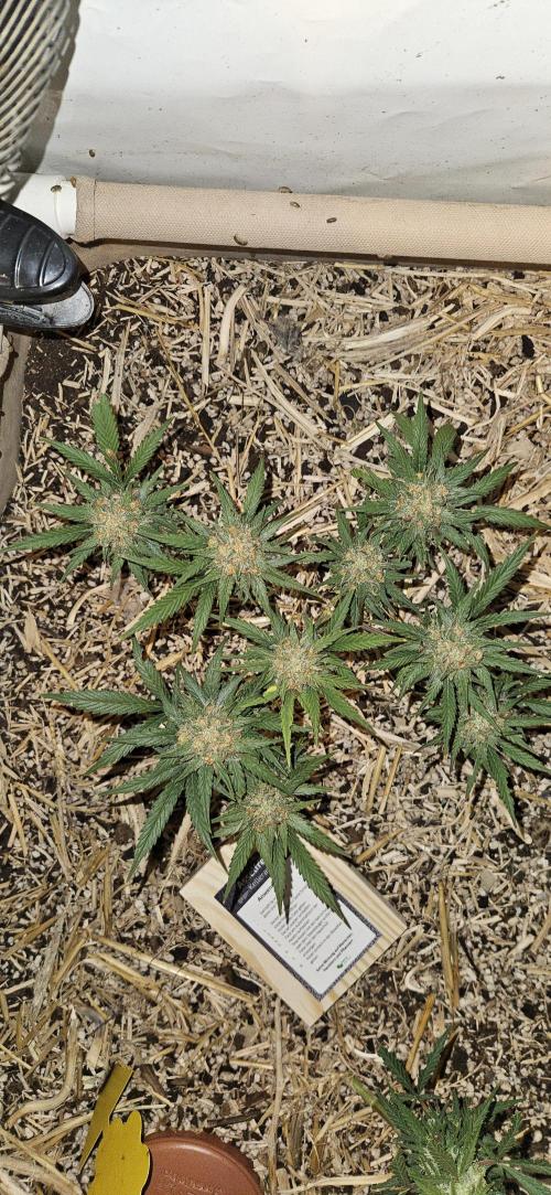 Green Poison SweetSeeds-ACE Zamaldelica. Week 14 - GP - Day 97