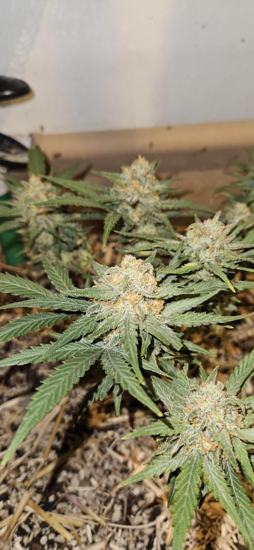 Green Poison SweetSeeds-ACE Zamaldelica. Week 14 - GP - Day 97