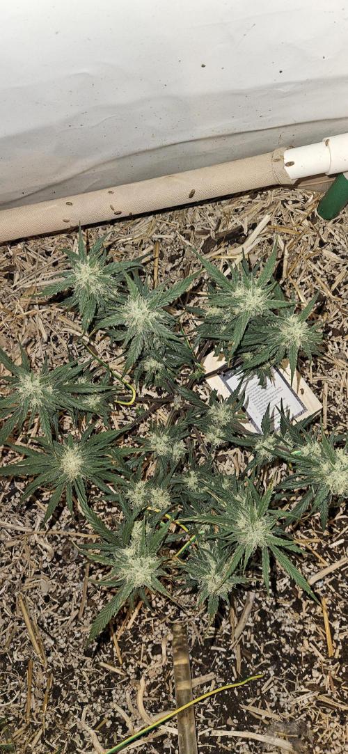 Green Poison SweetSeeds-ACE Zamaldelica. Week 14 - Zamaldelica 1 - Day 76