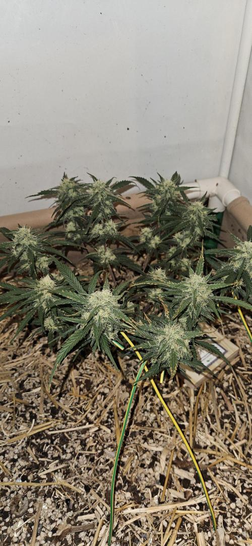 Green Poison SweetSeeds-ACE Zamaldelica. Week 14 - Zamaldelica 1 - Day 76