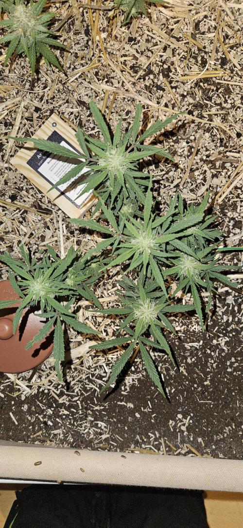 Green Poison SweetSeeds-ACE Zamaldelica. Week 14 - Zamaldelica 2 - Day 76