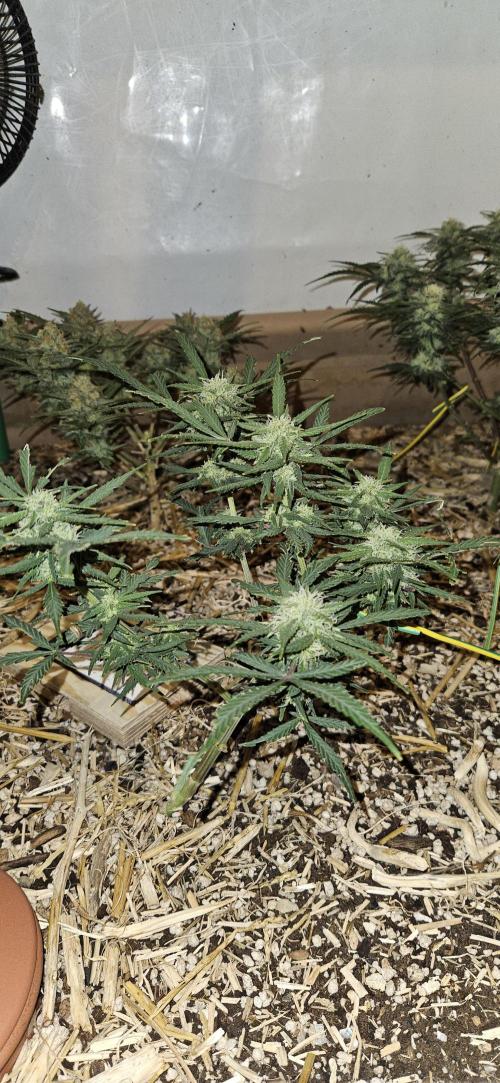 Green Poison SweetSeeds-ACE Zamaldelica. Week 14 - Zamaldelica 2- Day 76