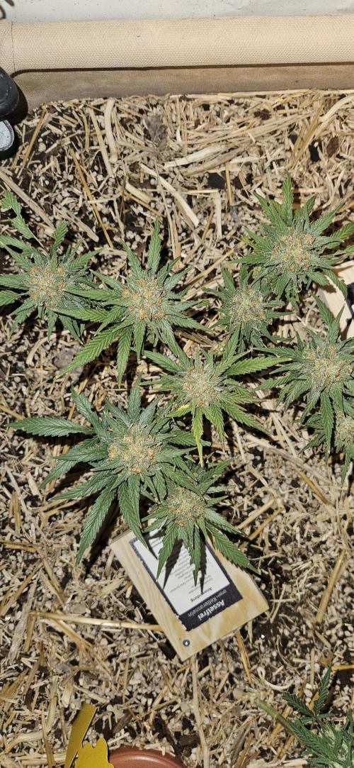 Green Poison SweetSeeds-ACE Zamaldelica. Week 15 - GP - Day 100