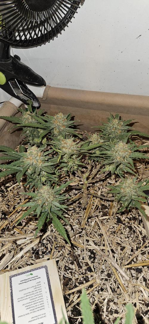 Green Poison SweetSeeds-ACE Zamaldelica. Week 15 - GP - Day 100