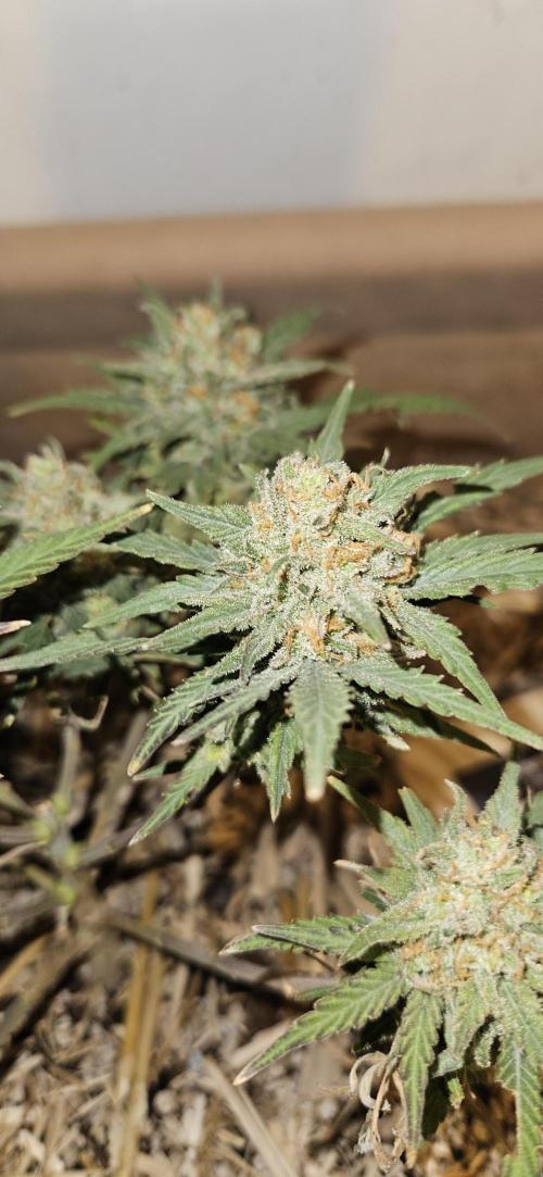 Green Poison SweetSeeds-ACE Zamaldelica. Week 15 - GP - Day 100