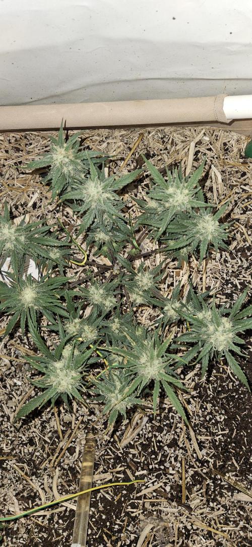 Green Poison SweetSeeds-ACE Zamaldelica. Week 15 - Zamaldelica 1 - Day 79